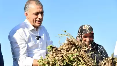 Osmaniye Belediye Başkanı Çenet çiftçilerle hasat yaptı: Fıstık gibi bir memleketteyiz