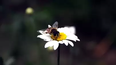 Bitki ve hayvan türlerinde genetik çeşitlilik azalıyor