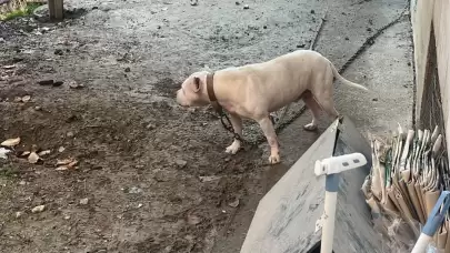 Avcılar’da ağızlıksız pitbull köpek kediyi parçaladı