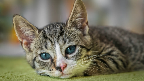 Kediler Neden Kusar? Kedi Kusmasının Başlıca Nedenleri