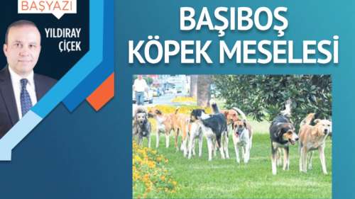 Başıboş köpek meselesi