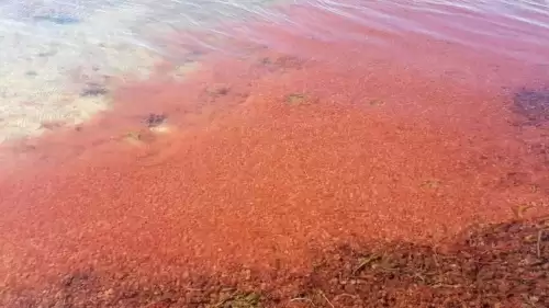 Çanakkale’de şaşırtan görüntüler! Sahil kırmızıya büründü