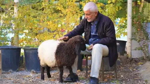 Yürek ısıtan hikaye! Kuzusuna Fulya Öztürk'ün adını verdi