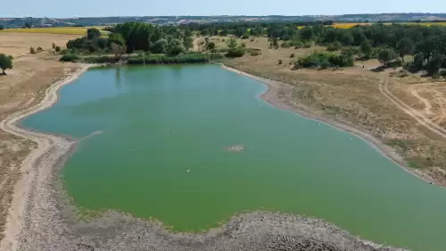 Edirne'de balık ölümleri arttı! İnceleme başlatıldı