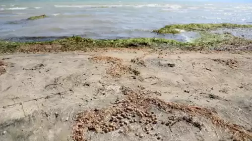 Binlerce kabuklu su canlısının ölüsü kıyıya vurdu!