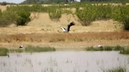 Kırklareli'nde buğday hasadı ve leyleklerin dansı