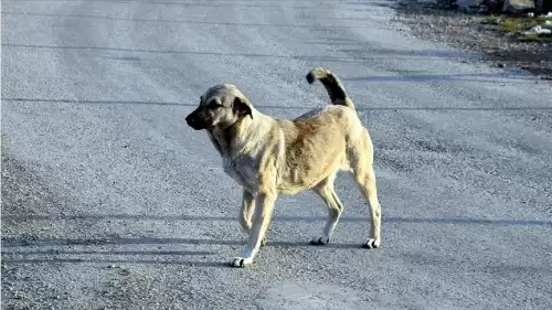 Sokak köpekleri düzenlemesi Meclis Komisyonu'na geliyor