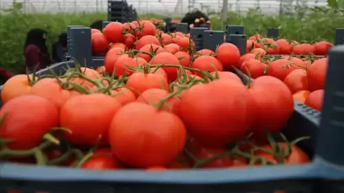 Antalya tarımında büyük kriz! Domates ticareti düştü