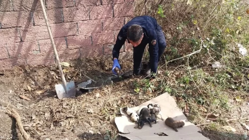 Sulama kanalında mahsur kalan yavru köpekleri itfaiye kurtardı