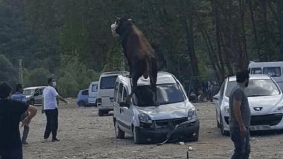 Kurbanlık boğa aracı bu hale getirdi