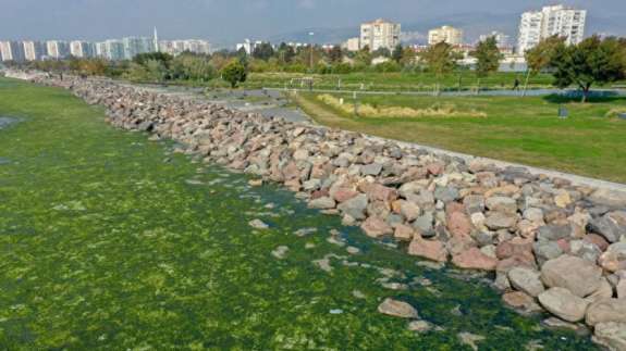 İzmir Körfezi'nde şoke eden görüntü! Her yeri istila etti