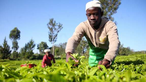 'Afrika'nın Rize'sinde çay hasadı