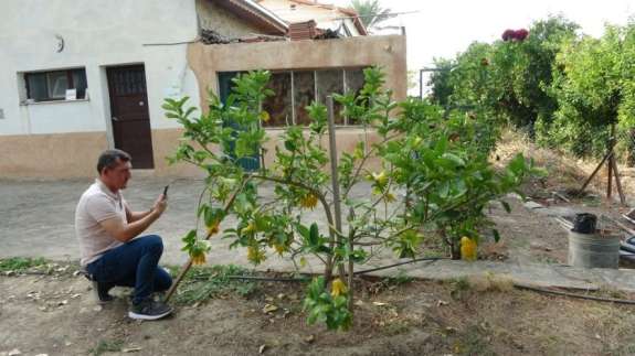 Limon sanıp tesadüfen dikti! Bakın ne çıktı