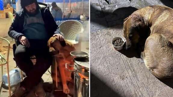 Sahibini depremde kaybeden köpek yürekleri dağladı! Yemeden içmeden kesildi