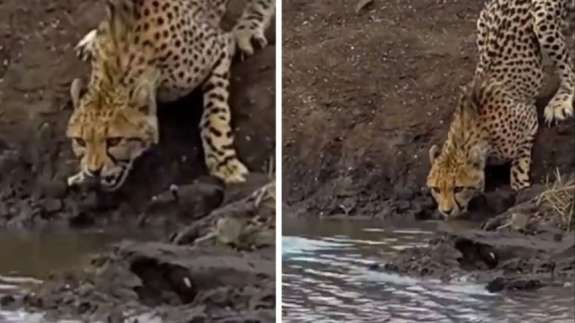 Sinsi katil aniden ortaya çıktı! Vahşi doğanın en hızlı avcısı böyle av oldu