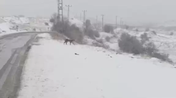 Nesli tükenmekte olan vaşak, Malatya’da görüldü