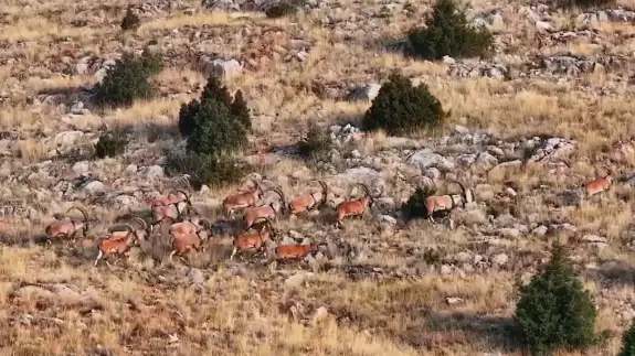 Milli parkta yaban hayatı kameralara yansıdı: Yolculuk nereye acaba?