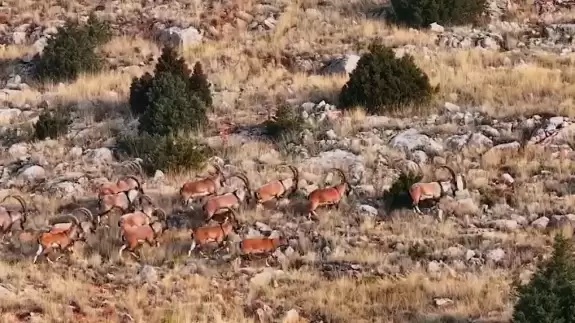 Milli parkta yaban hayatı kameralara yansıdı: Yolculuk nereye acaba?