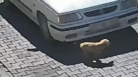 Üzerinden otomobil geçen yavru köpek yaralanmadan kurtuldu! İşte o anlar...