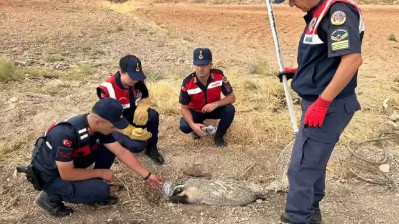 Türkiye'de nadir görülüyordu, yaralı halde bulundu