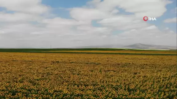 Kars'ta ayçiçeği tarlaları çiçek açtı