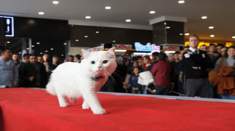 En güzeli 'Spak' seçildi 2