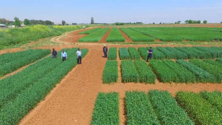 Verim tescili yerli ve milli tohumlar ile artacak 3