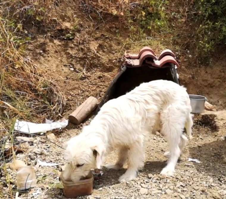 Aylardır yerinden kıpırdamıyor! Sebebi şoke edici 4