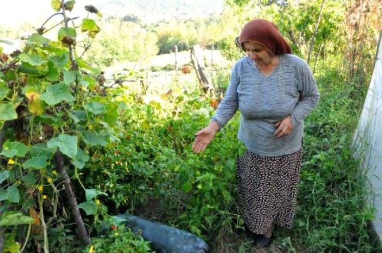 Çinliden alıp, mahsül yetişince şoke oldu 1