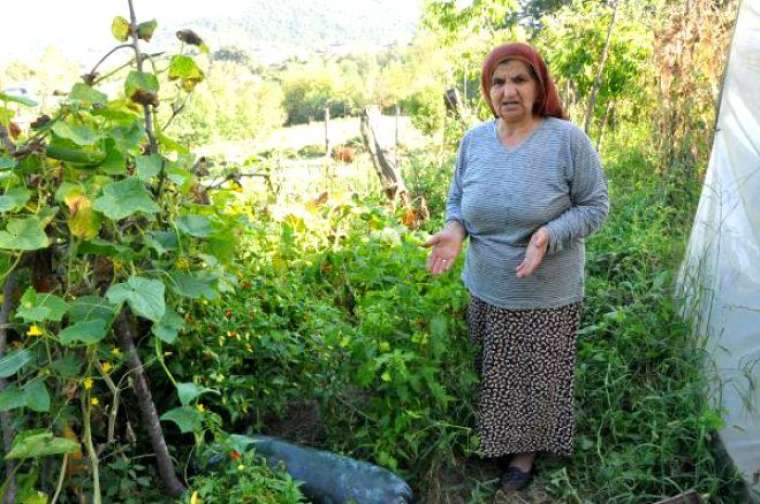 Çinliden alıp, mahsül yetişince şoke oldu 2