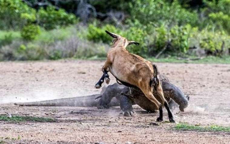 Kaplumbağanın içini açınca şoke oldular 14