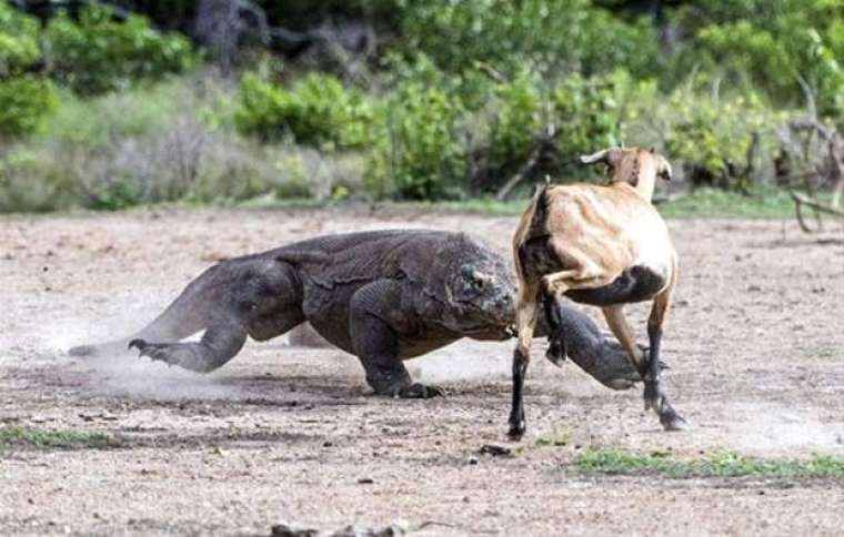 Kaplumbağanın içini açınca şoke oldular 16