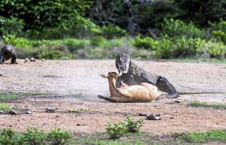 Kaplumbağanın içini açınca şoke oldular 25