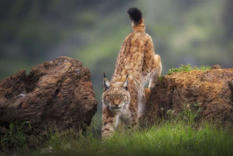 Binlerce başvurudan seçildi! 2019 yılının nefes kesen fotoğrafları 16