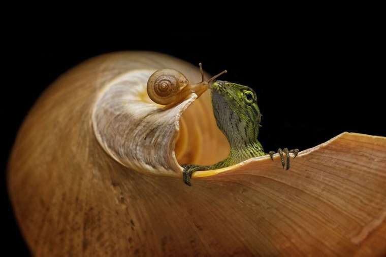 Binlerce başvurudan seçildi! 2019 yılının nefes kesen fotoğrafları 2