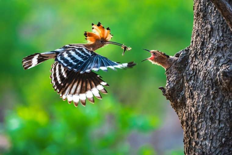 Binlerce başvurudan seçildi! 2019 yılının nefes kesen fotoğrafları 6