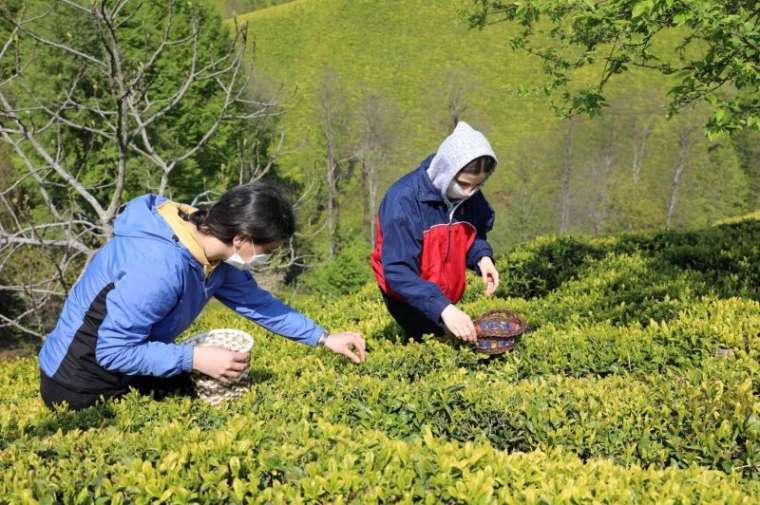 Kilosu 4 bin 500 lira! 'Beyaz iksir'in hasadı başladı 6