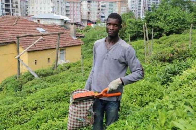 Rize’de çayı Senegalliler topluyor 1