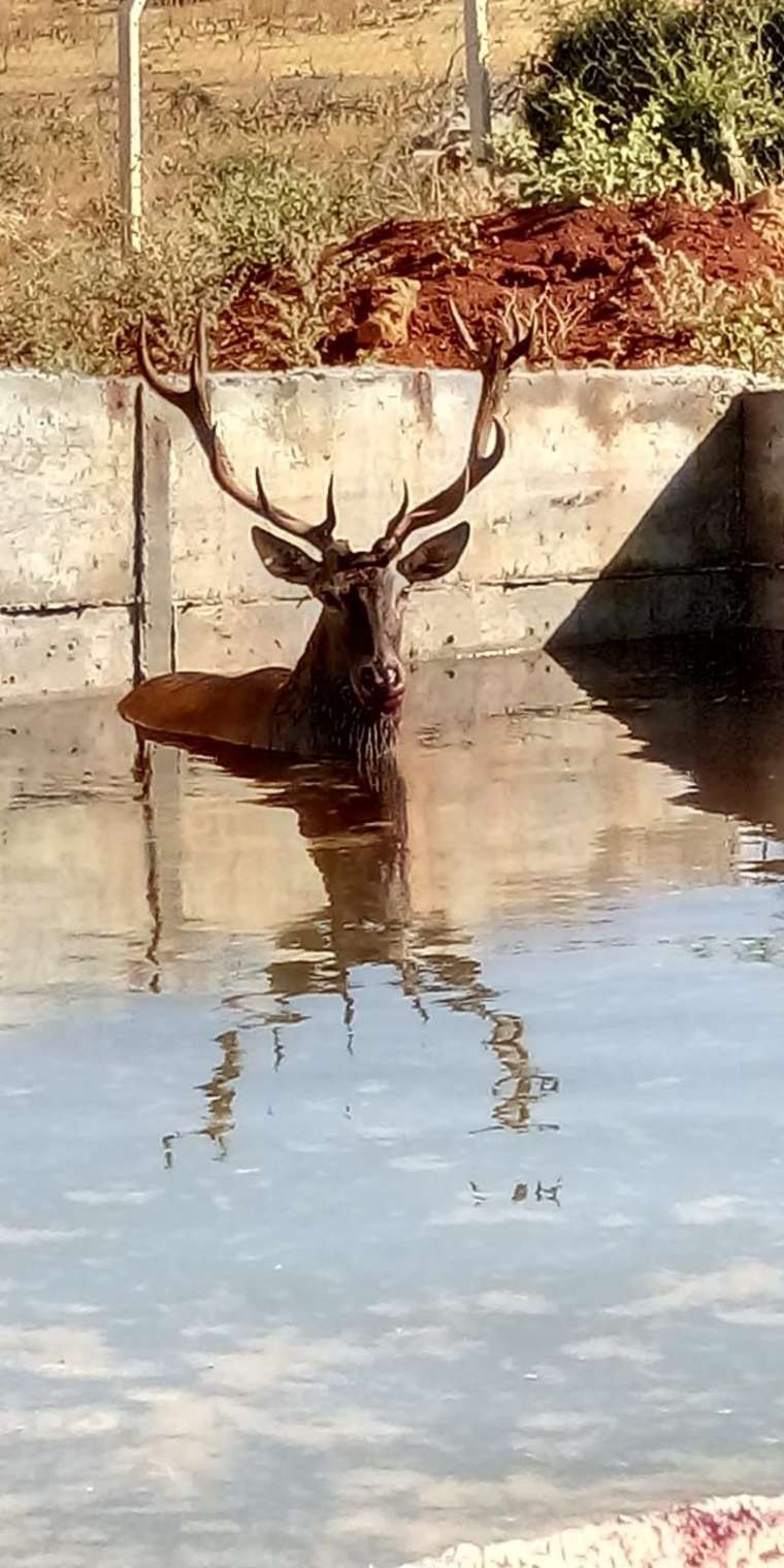 Şaşırtan olay! Ekipler müdahale etti... 1