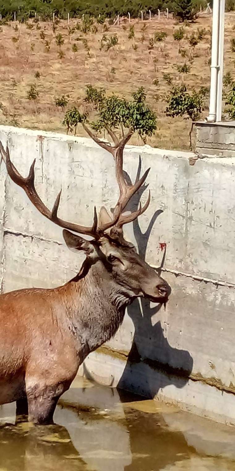 Şaşırtan olay! Ekipler müdahale etti... 3