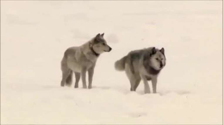 Nazileri bile yıkıp geçtiler! İşte Tuva Türkleri... 8