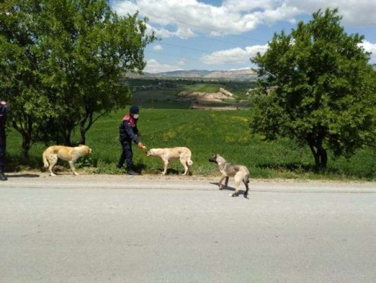 Jandarma'dan alkışlanacak hareket 4