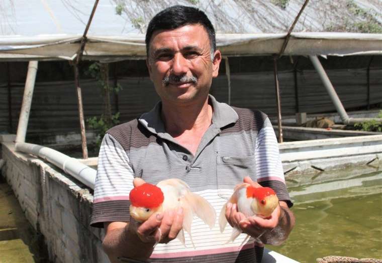 Serada süs balığı! Domatesten kazanamadı... 4