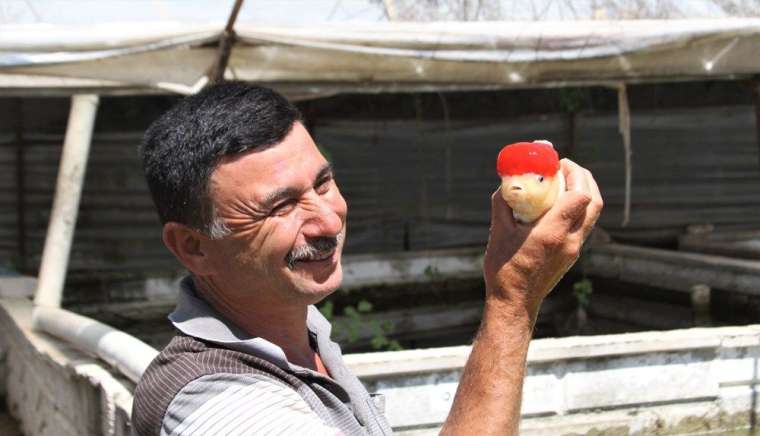 Serada süs balığı! Domatesten kazanamadı... 8