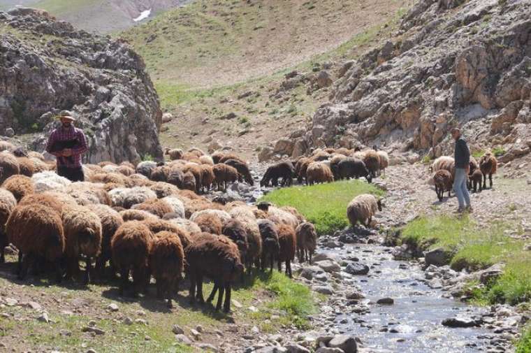 Fenomen çobanın sosyal medya kazancı şaşırttı! 8