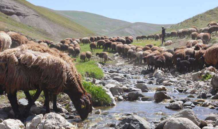 Fenomen çobanın sosyal medya kazancı şaşırttı! 10