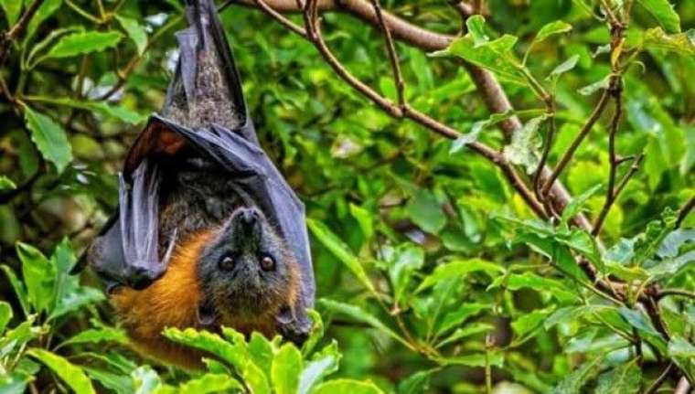 Nipah virüsü alarmı: Bulaşıcı ve öldürücü 2