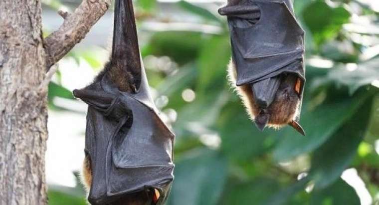 Nipah virüsü alarmı: Bulaşıcı ve öldürücü 3