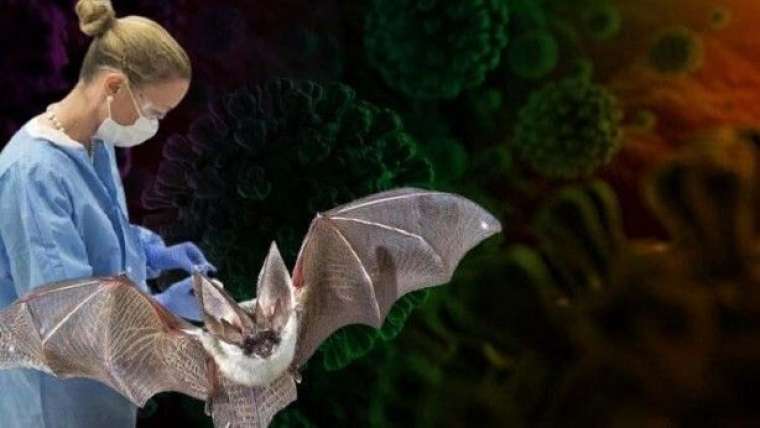 Nipah virüsü alarmı: Bulaşıcı ve öldürücü 1