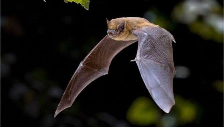 Nipah virüsü alarmı: Bulaşıcı ve öldürücü 7